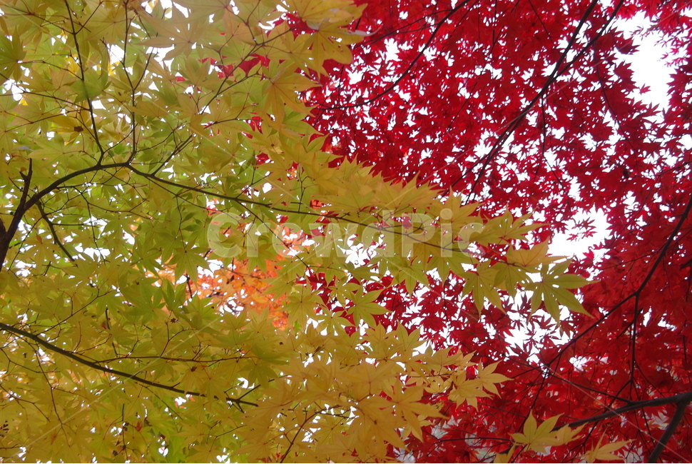 가을,단풍잎,계절,가을색,단풍나무,낙엽,단풍,maple,plant,leaf,tree