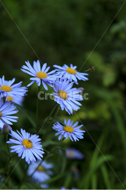 꽃,쑥부쟁이,들국화,야생화,가을,여름,들꽃,식물,자연,plants,nature,꽃,flower