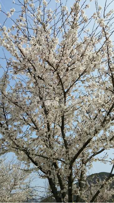 봄,벚꽃,꽃,tree,spring,봄,계절,spring,season,plant,식물,blossom,flower,cherry blossom
