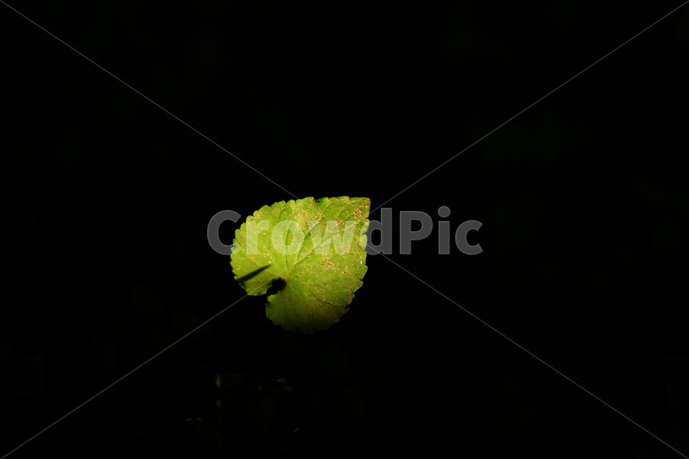 잎,식물,풀,집중,빛,암흑,식물,자연,plants,nature
