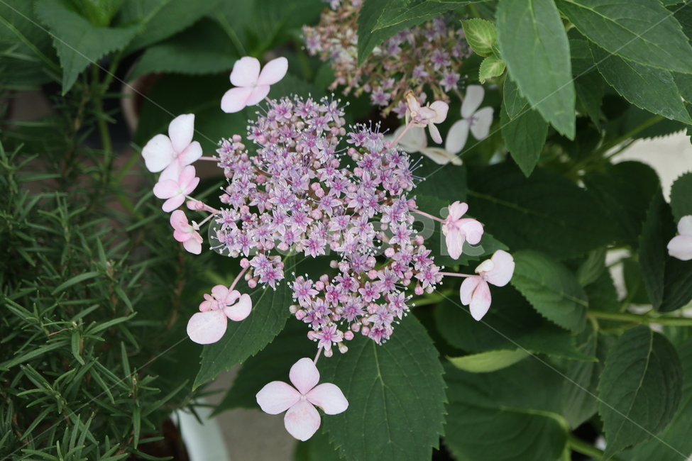 plant,식물,flower,꽃,blossom,아스페라,아스페라수국,hydrangeaaspera,핫초콜릿,hotchocolate,수국,목수국,범의귀과