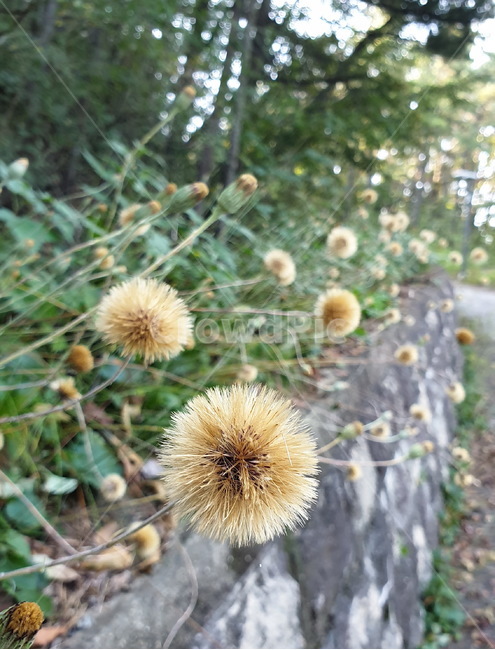 솜나물,홀씨,민들레,날아가는씨,씨앗,자연,산,식물,plant,flower,야생화,꽃