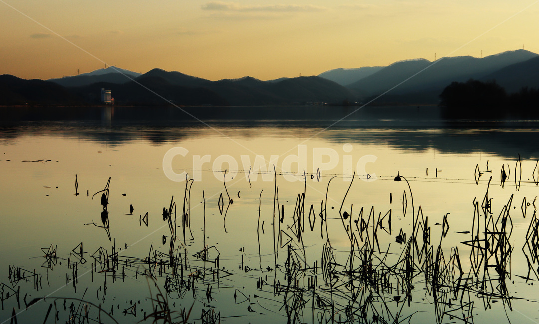plant,식물,반영,두물머리노을,노을빛,풍경,자연,물,nature,water,두물머리,석양,노을,오후