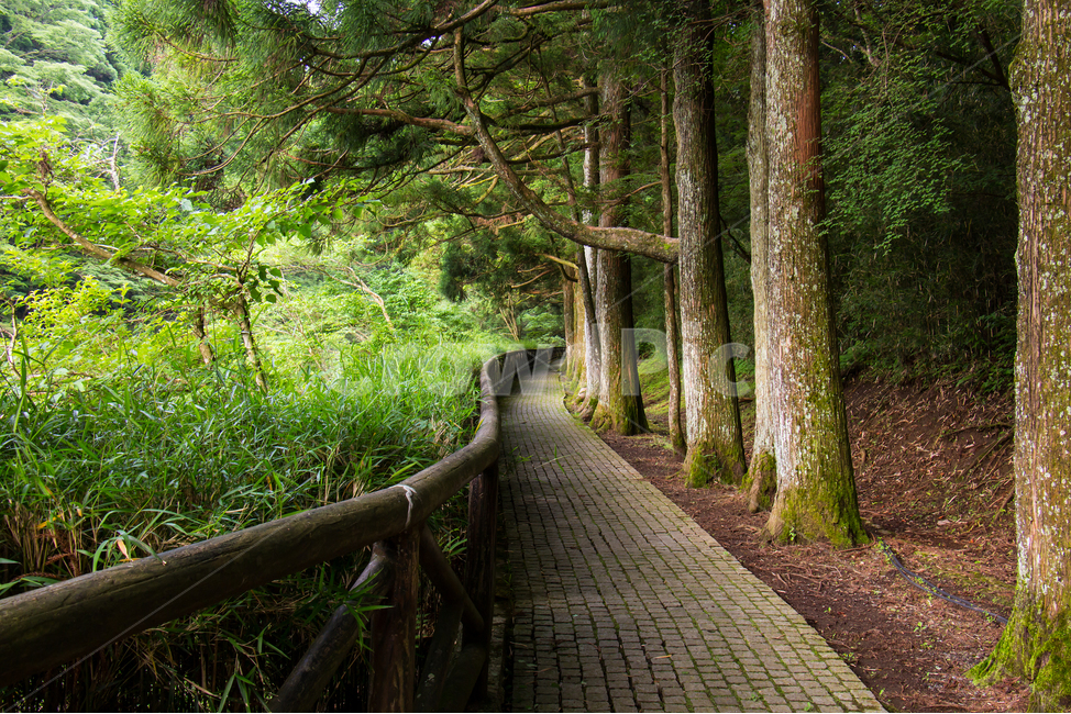 통로,path,자연,하코네,일본,나무,울창함,tree,plant,식물,japan,자연,풍경,nature,landscape,나무,trees,wood