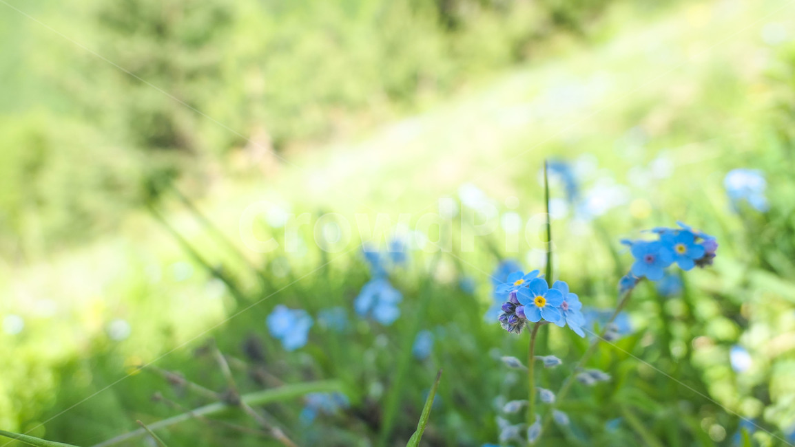 꽃,flower,봄,초원,야생화,하늘,들꽃,들판,흰꽃,파란하늘,하얀꽃,파란꽃,붉은꽃,녹색,그린,green,whiteflower,bluesky,sky,blueflower,field,purple,꽃들,조지아,wildflower,식물,자연,plants,nature,꽃,flower