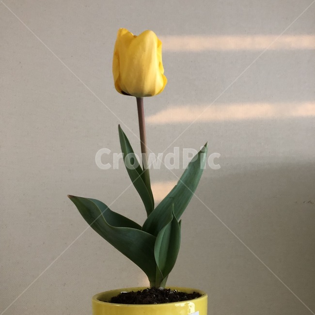꽃,튤립,노란꽃,화분,노란튤립,흰배경,햇빛