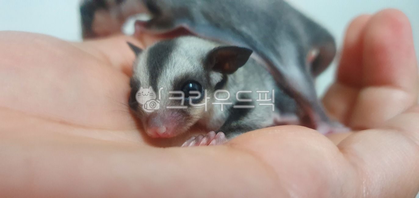 슈가글라이더,날다람쥐,하늘다람쥐,다람쥐,슈가
