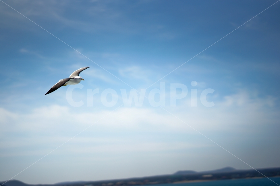 갈매기,하늘,자유,비상,비행,푸름,파랑,새,Seagull,sky,freedom,fly,blue,동물,animal,조류,새,birds