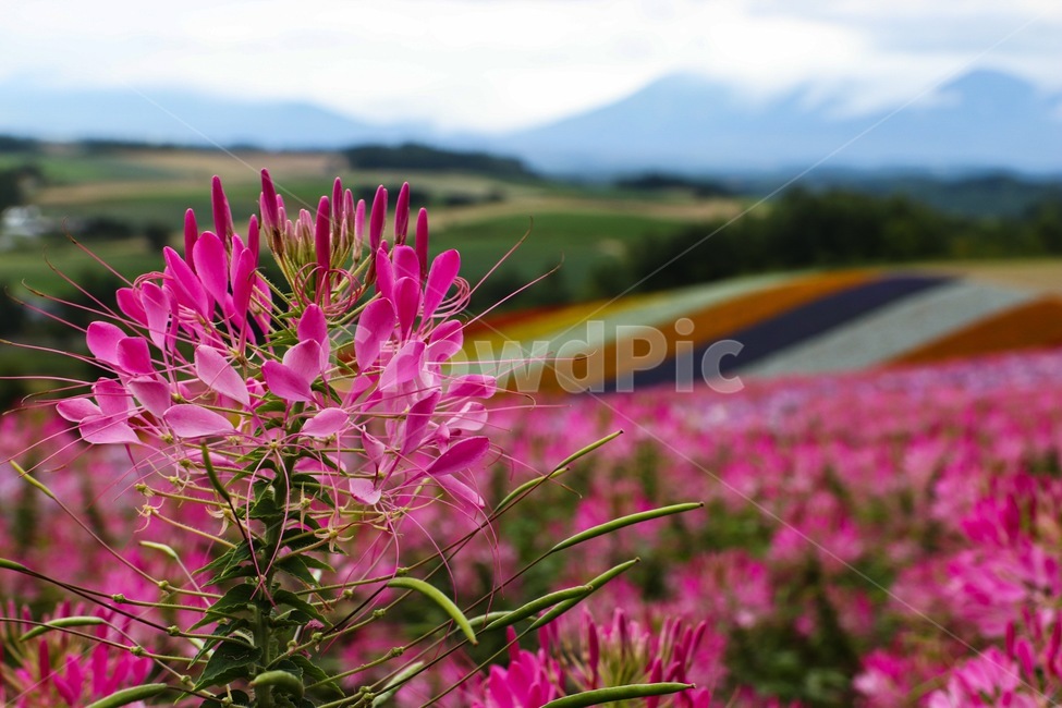 plant,식물,blossom,꽃,flower,식물,자연,plants,nature,꽃,flower