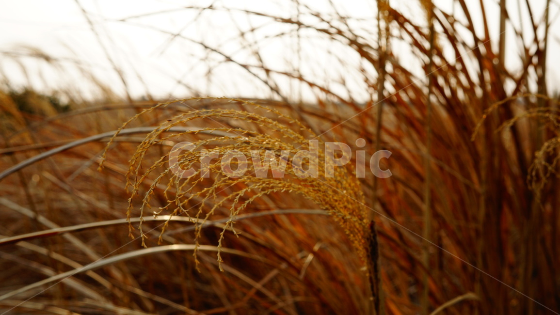 억새풀,갈대밭,가을,갈대,억새,식물,자연,plants,nature