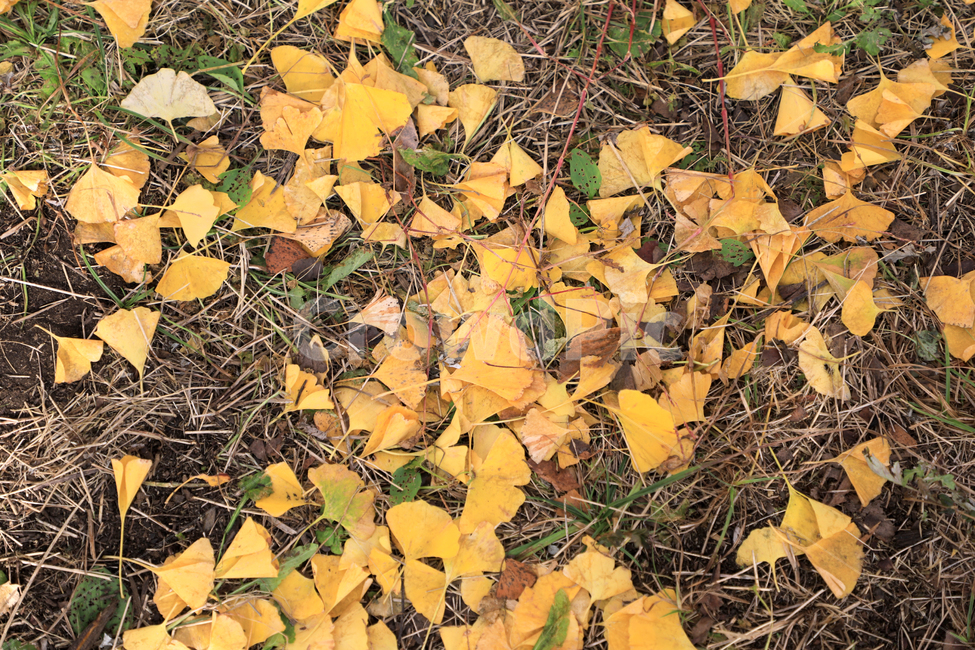 은행,가을,가을풍경,은행나무,낙엽,풍경,자연,숲,가을,계절,fall,autumn,season,leaf,잎,plant,식물,ground,바닥