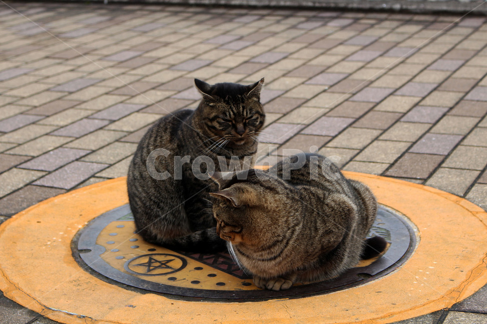 고양이,두마리,길고양이,앉은모습,엎드린모습,식빵자세,귀여움,동물,animal,포유류,mammal,고양이,cat,kitten,kitty