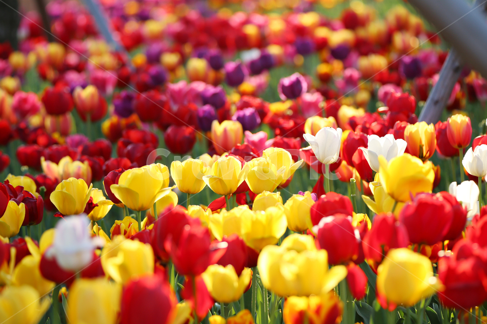 감성사진,튤립,꽃,봄,어버이날,republicofkorea,식물,자연,plantsnatureflower,감성,sensiblefeeling,색깔,색상,색채,색감,봄나들이,flower,landscape,colorsensitivity,빛,봄,계절,spring,season,식물,자연,plants,nature,꽃,flower,plant,blossom