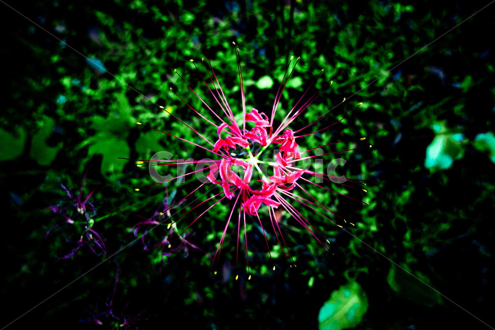 상사화,꽃무릇,일출,아침햇살,빛내림,불갑사,식물,자연,plants,nature,꽃,flower