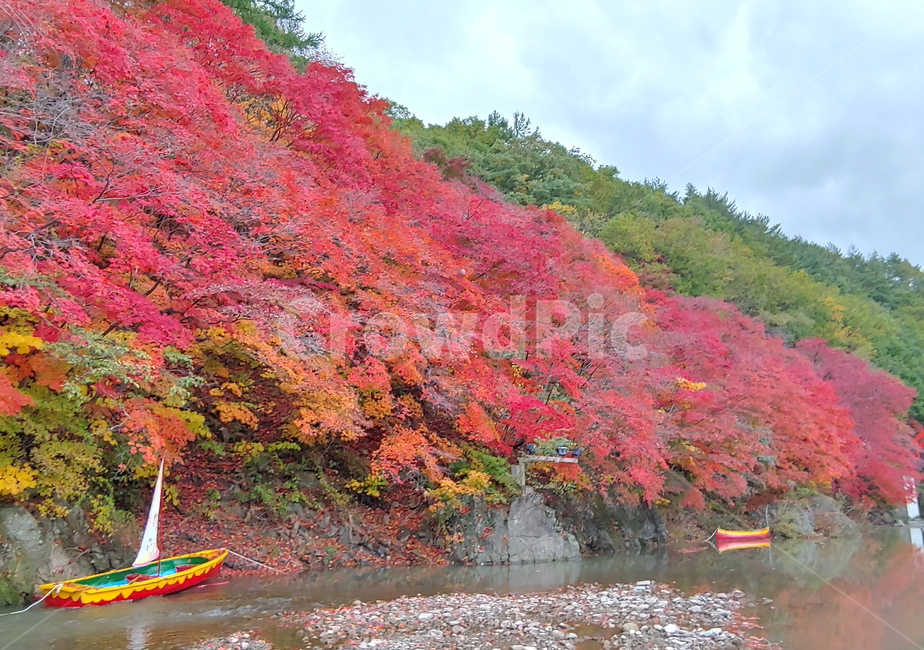단풍,가을,물,나무,빨강단풍,가을,계절,fall,autumn,season,자연,풍경,nature,landscape,tree,plant,식물