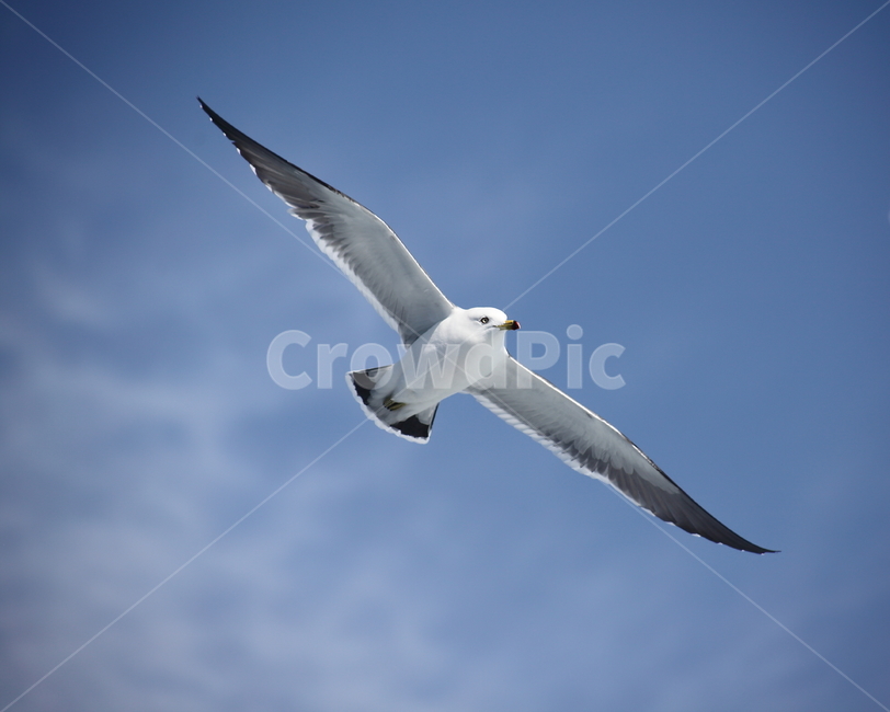 갈매기,바다새,대형조류,commongull,mewgull,laruscrassirostris,괭이갈매기,동물,animal,조류,새,birds