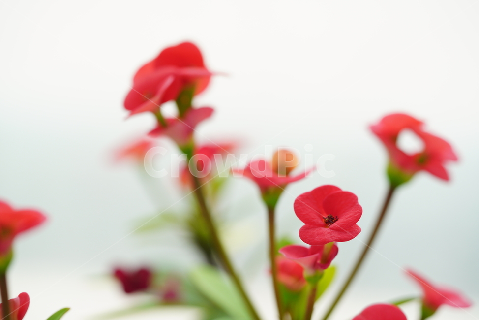꽃,플라워,flower,red,레드,빨강,붉은색,컬러,색감,감성,계절,식물,생물,잎,느낌,식물,자연,plants,nature,꽃,flower