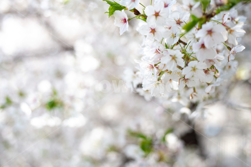 봄,벚꽃,꽃,cherryblossom,식물,자연,풍경,nature,landscape