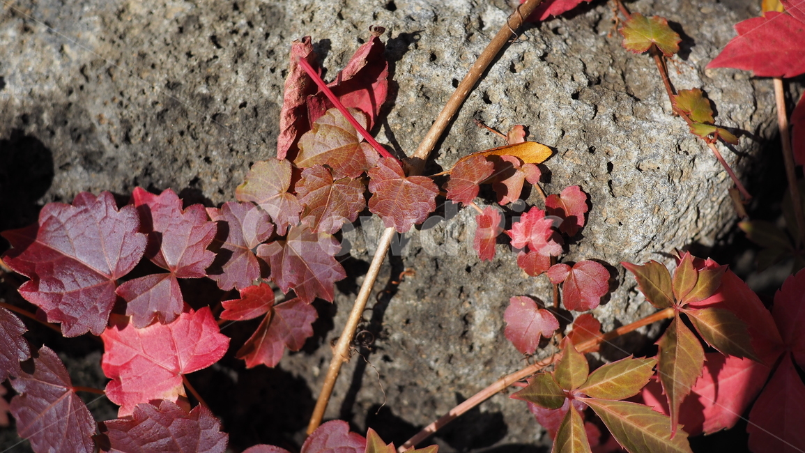 식물,잎,단풍,가을,덩쿨,leaf,plant,autumn,vine,가을,계절,fall,autumn,season,tree,나무