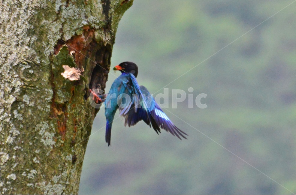 tree,나무,plant,식물,flying,나는,animal,동물,bird,새,파랑새,새집,육추,동물,animal,조류,새,birds