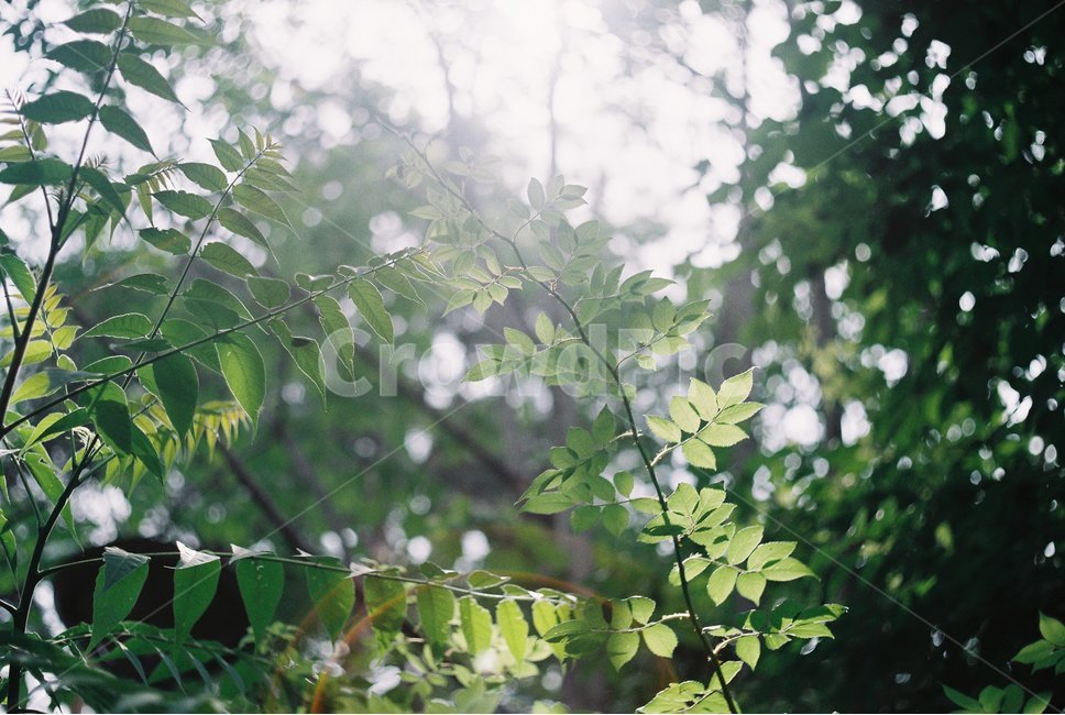 식물,햇빛,플레어,forest,sunshine,flare,여름,summer,초록색,green,식물,자연,plants,nature,휴식,힐링,rest,relaxation,healing