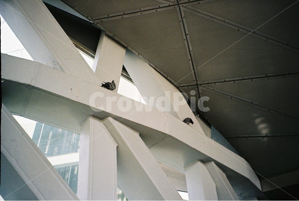 새,비둘기,2마리,bird,필름카메라,필름,자연,신비