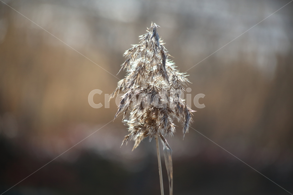 plant,식물,reed,갈대,commonreed,식물,자연,plants,nature