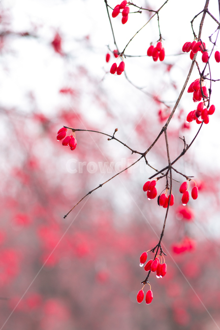 식물,산수유,눈,열매,산수유열매,시골,나무,산수유나무,이천,산수유마을,재배,경작,눈내린,붉은열매,옥외,tree,winter,snow,plant,과일,열매,fruit