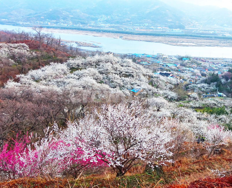 광양,홍쌍리,매화,봄,꽃,flower,꽃밭,식물,봄,계절,spring,season