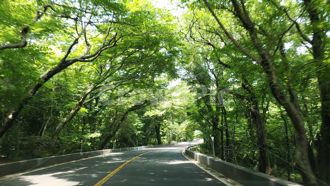 숲터널,드라이브,제주도516도로,우거진나무,foresttunnel