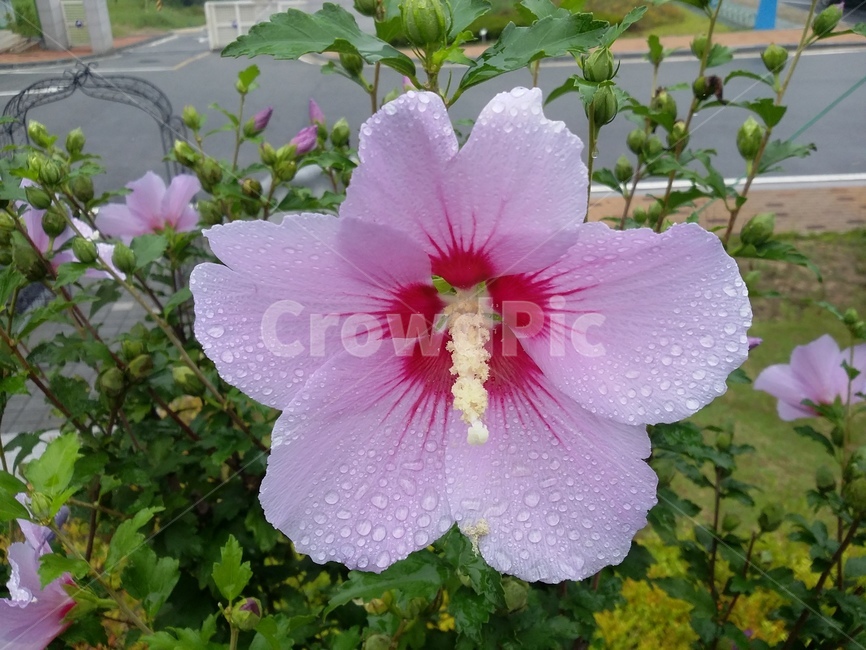꽃,식물,flower,plant,무궁화,식물,자연,plants,nature,꽃,flower