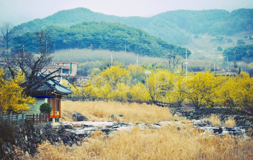 	구례,반곡마을,산수유마을,산수유축제,산수유,계곡,자연,풍경,nature,landscape,시골,마을,country,rural,town,outdoors,옥외,building,건물