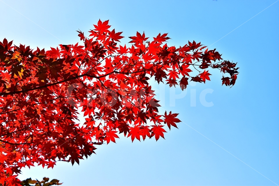 대둔산,가을,풍경,단풍,탐방,도립공원,빨간단풍,파란하늘,가을색,오색,울긋불긋,알록달록,그림같은,칼라풀,뷰티플,아름다운,힐링,감성,자연,정취,산세,명산,100대명산,nature,산,등산,트레킹,풍경사진,비경,경치,가을사진,가을색채,가을의정취,맑음,청명,가을날씨,경관,기암,암봉우리,mountain,금산,완주,논산,낙조대,낙조산장,마천대,가을,계절,fall,autumn,season,식물,자연,plants,nature,나무,trees,wood,plant,leaf,잎,tree