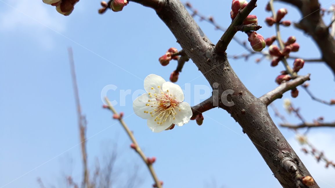 자연,식물,꽃,플라워,봄,매화,매실꽃,생화,꽃봉우리,꽃망울,한국,대한민국,나뭇가지,가지,나무,매실,매실나무,흰꽃,흰색,하얀색,클로즈업,봄꽃,화이트,하늘,파랑,블루,파란색,식물,자연,plants,nature,꽃,flower