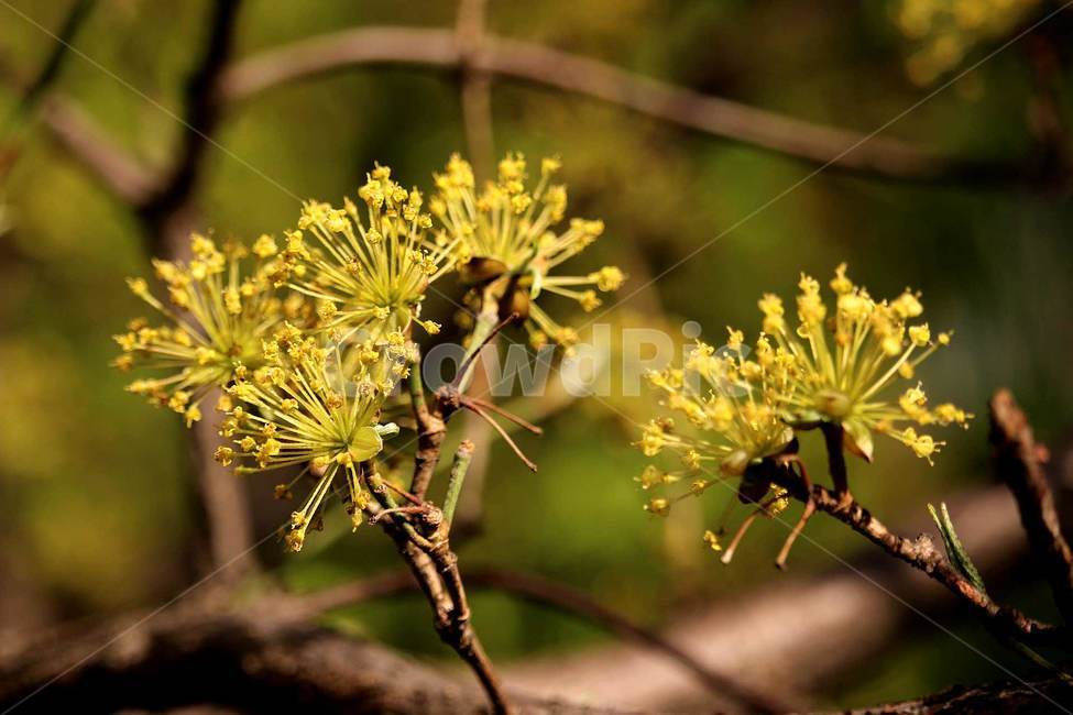산수유,봄,바탕화면,3월,노랑,식물,자연,plants,nature,꽃,flower