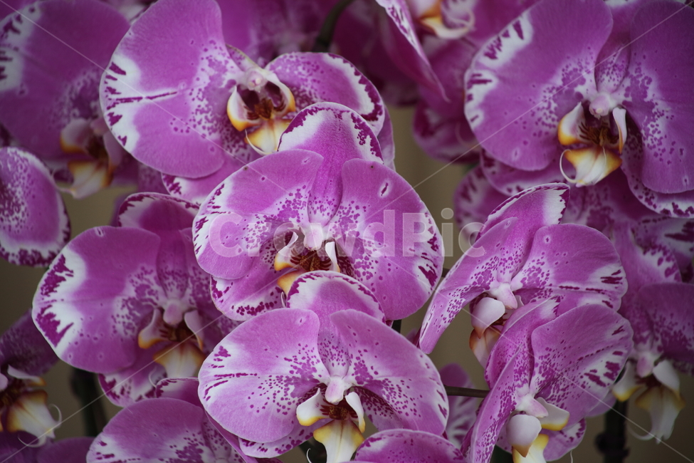 호접란,팔레놉시스,꽃,식물,phaelenopsis,식물,자연,plants,nature,꽃,flower