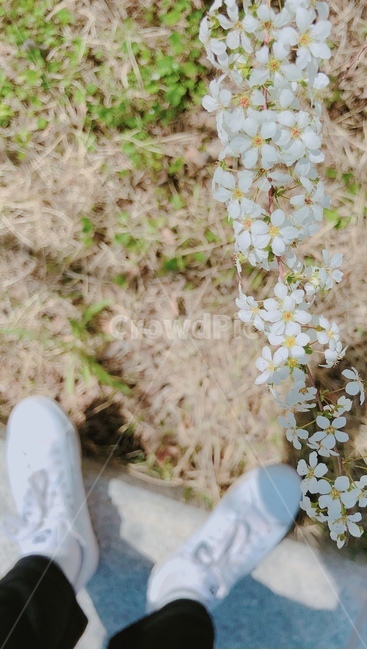 하얀꽃,흰색꽃,따뜻한,따뜻한분위기,봄,작은꽃,공원,꽃