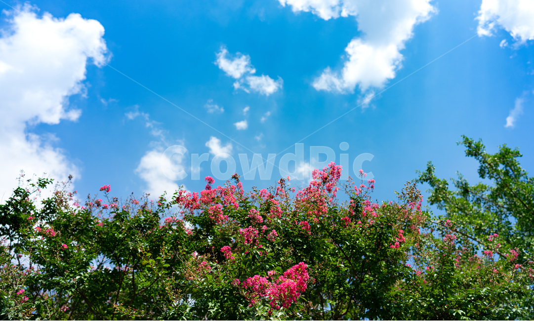 식물,꽃,하늘,파랑,가을,plant,flower,sky,blue,fall,배롱나무