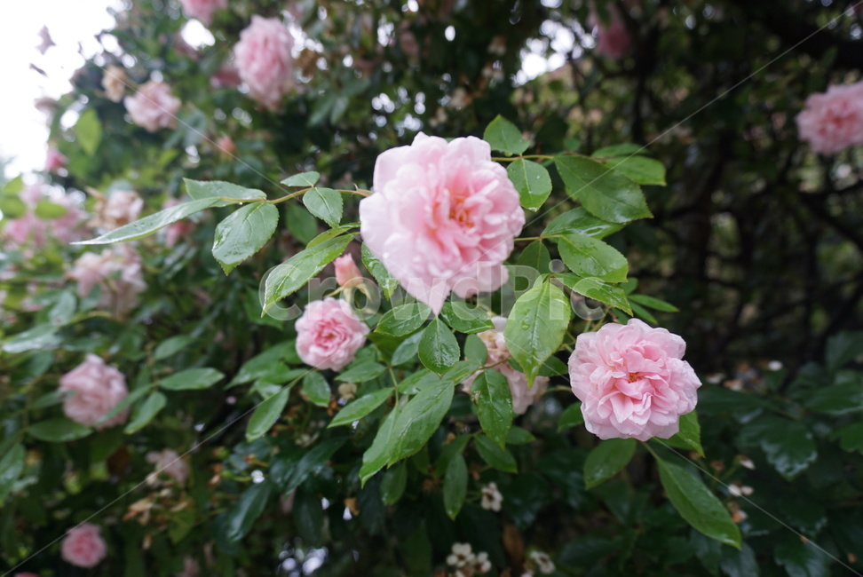 꽃,식물,봄,flower,rose,장미,분홍,분홍색,핑크,핑크색장미,식물,자연,plants,nature,꽃,flower