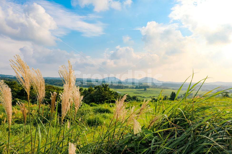자연,하늘,구름,나무,억새,제주,nature,sky,landscape,tree,cloud,jeju,silvergrass