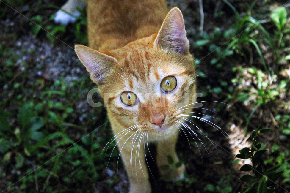 고양이,동물,야외,자연,closeup,kitty,길고양이,pet,애완동물,abyssinian