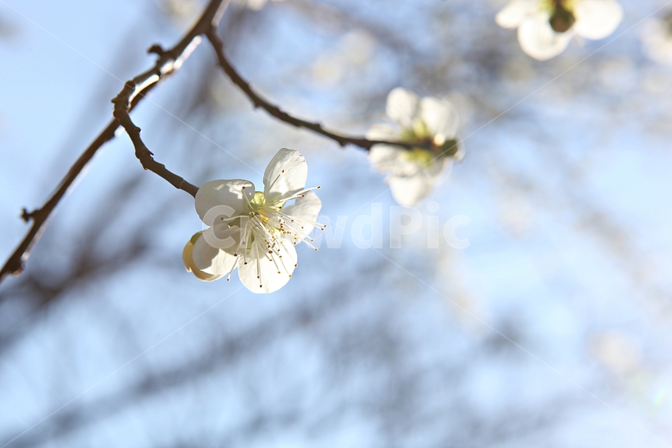 매화곷,매화,꽃,꽃잎,봄꽃,봄,식물,자연,공원,식물,자연,plants,nature,꽃,flower