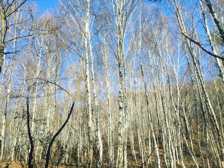 plant,식물,tree,나무,자작나무