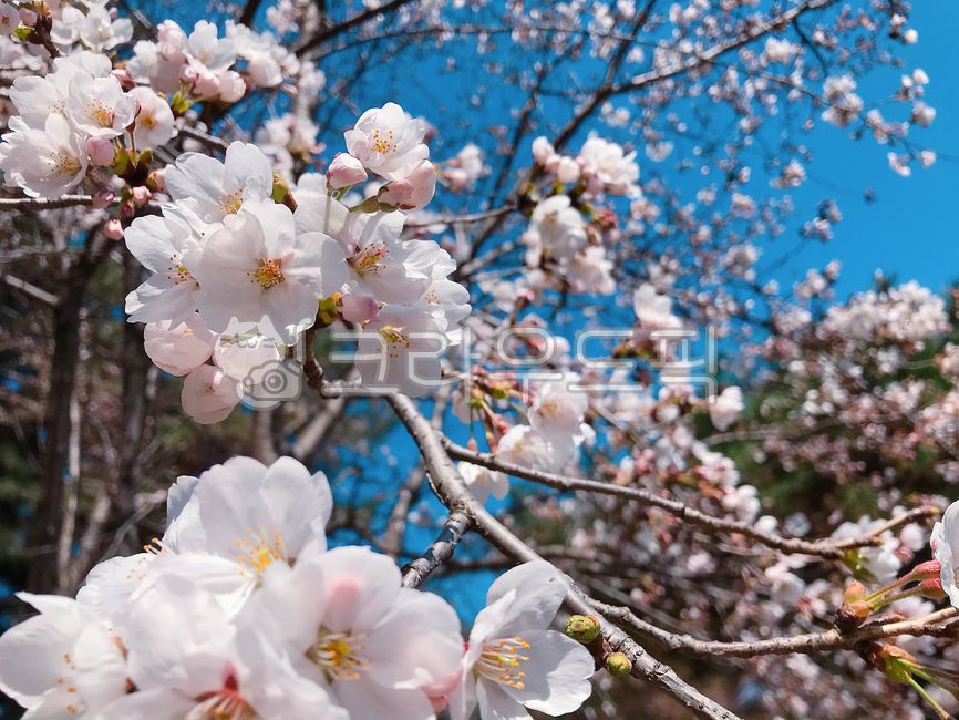 벚꽃,꽃,식물,벚나무,벚꽃나무,cherryblossom,plant,blossom,tree,flower