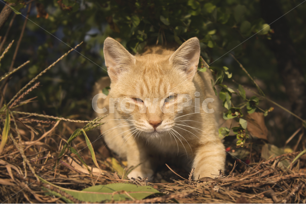 고양이,경계,동물,생물,냥이,동물,animal,포유류,mammal,고양이,cat,kitten,kitty,감성,sensible,feeling