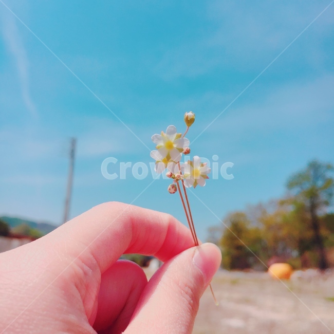 손,꽃,하늘,낮,자연