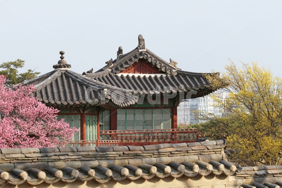 창덕궁,고궁의봄,고궁,감성사진,옛건물,한국전통,한국문화,korean traditional,korean culture,랜드마크,landmark,tourist attraction,한국랜드마크,한국관광지,한국명소,korea landmark,korea tourist attraction