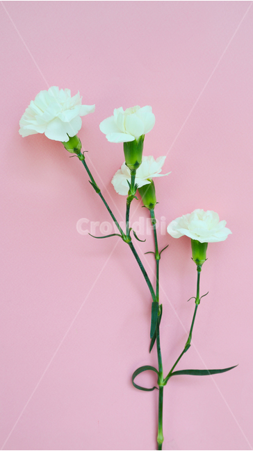 오브젝트,식물,봄,계절,시즌,자연,봄꽃,화사한,예쁜,아름다운,클로즈업,플라워,부드러운,싱싱한,실내,누끼,어버이날,분홍색,분홍꽃,핑크,핑크색,가정의달,감사,선물,5월,스승의날,카네이션,꽃
