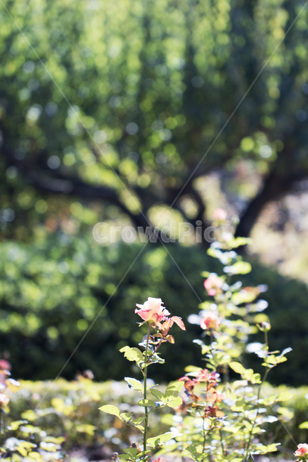 장미,꽃,식물,반짝임,자연,정원,식물,자연,plants,nature,꽃,flower