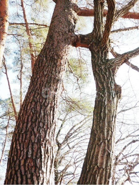 연리지,속리산연리지,소나무,신갈나무,희귀수,식물,자연,plants,nature,나무,trees,wood